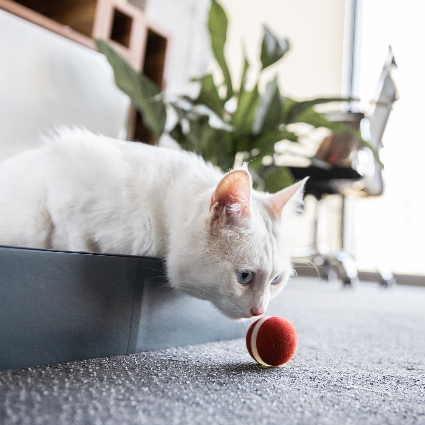 Cheerble Smart Interactive Automatic Moving Cat Toy Ball with Lights and Bell (Ball M1)