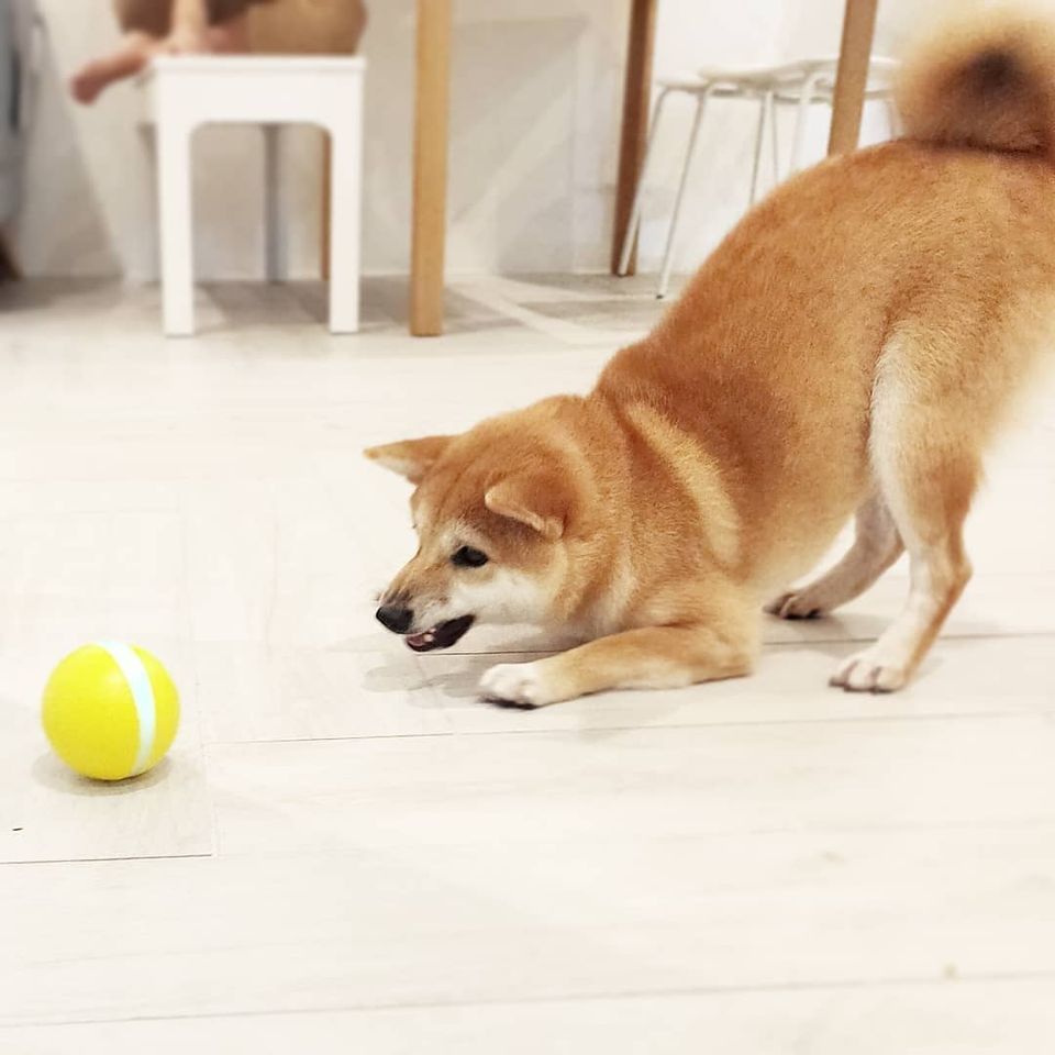 Cheerble Interactive Automatic Ball Smart Robotic Indoor Pet Toy Ball W1 Standard Version