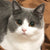 automatic cat litter box
