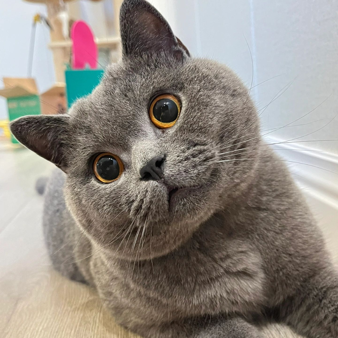 Reasons why cats poop without burying